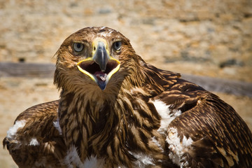 Golden eagle , bird of prey, animals and nature.