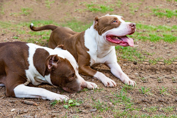 portrait of two fighting dogs for a walk in the park. Bull