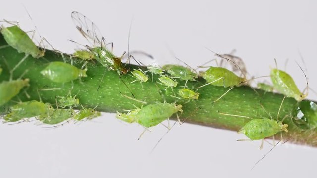 Aphids on Rose branch Macro