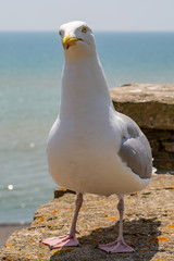 A Seagull