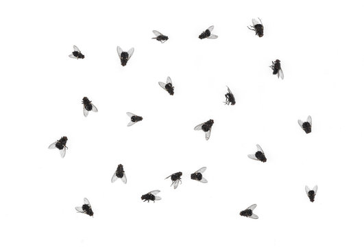 many dead flies isolated on white background