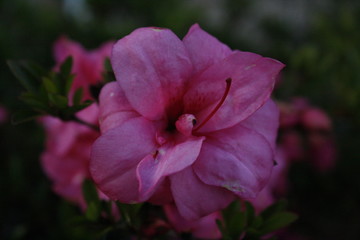 Pink Flower