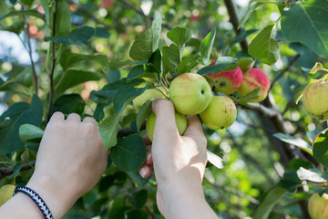 A woman hand picking a red ripe apple from the apple tree. Harvest time