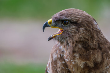 Profile portrait of a Common Buzzard, bird of prey, portrait shot in the woods in Hilvarenbeek, the Netherlands