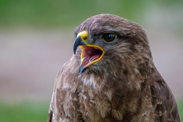 Reed my lips..... and listen what I am saying.. Common Buzzard, bird of prey, portrait shot in the...