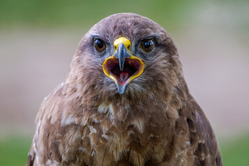 Say Cheese....Common Buzzard, bird of prey, portrait shot in the woods in Hilvarenbeek, the Netherlands