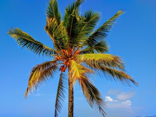 One palm tree on blue sky background