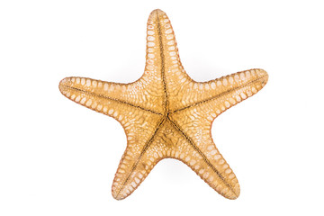 Fototapeta na wymiar a yellow starfish on a white isolated background