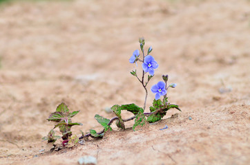 Dry summer. Flower in the desert. An oasis in the desert. Drought. Global warming. Climate change.