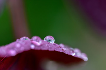 Water droplets on garden leaf 