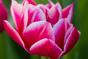 Obraz na płótnie Canvas Pink tulip petals close-up