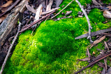 Moss in the forest with the light of dawn, green with plants and branches around with the dew in the morning