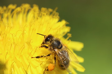 Bee collecting pollen