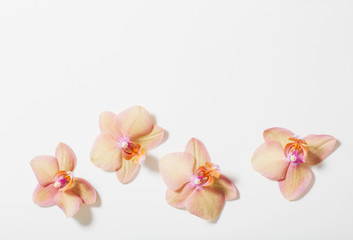 Fototapeta na wymiar orchids on white background