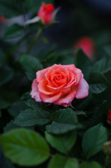 Cream rose on the rose brush