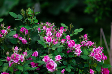 Rose bush is blooming in summer garden