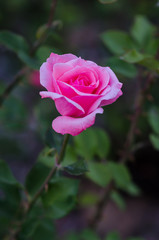 Pink rose is blooming in the garden