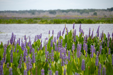 Purple Flowers in the Prairie