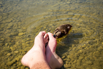 Pediküre durch Entenbabys. Enten knabbern an meinen Zehen.