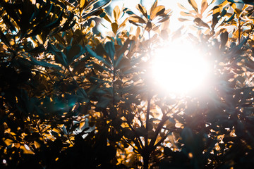 plants with sun