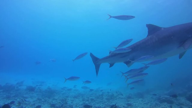 Tiger shark swim in the blue water  over  bottom of reef  - Indian Ocean, Fuvahmulah island, Maldives, Asia
