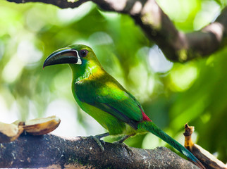 Toucan, with its green plumage