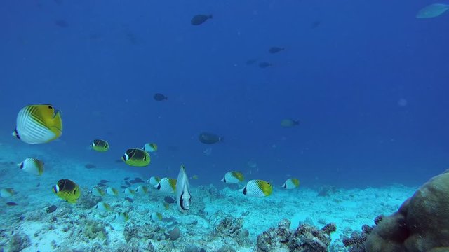 school of Butterflyfish flees frightened by a school of Bayad - Butterflyfish Threadfin Butterflyfish, Raccoon butterflyfish and Giant trevally 