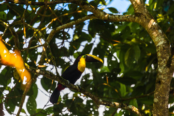 Tucan yellow chest