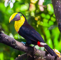 Tucan yellow chest