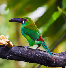 Toucan, with its green plumage