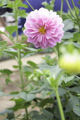 Dahlia is a genus of bushy, tuberous, herbaceous perennial plants native to Mexico. A member of the Asteraceae (or Compositae), dicotyledonous plants, related species include the sunflower, daisy.