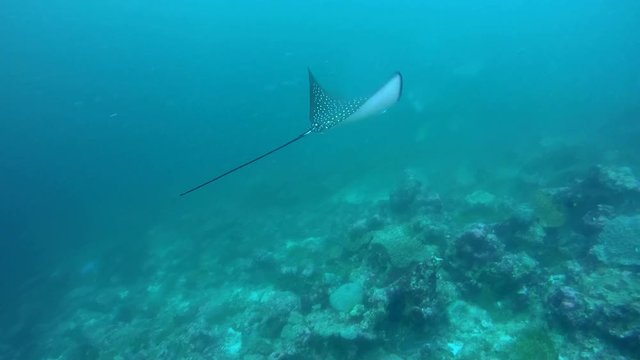 Ocellated eagle ray - Aetobatus ocellatus swim in the blue water. Indian Ocean, Maldives, Asia
