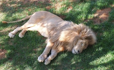 Lion resting in the shade on the grass on a sunny afternoon at the reserve