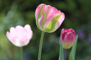 Obraz na płótnie Canvas dreierlei Tulpen in zarten Rosatönen aus dem heimischen Blumenbeet