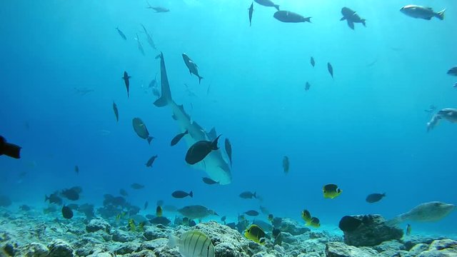 Tiger shark swims over the bottom of the reef in blue water in shallow water - Indian Ocean, Fuvahmulah island, Maldives, Asia
