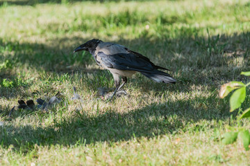 jackdaw bird with open beak goes on the lawn