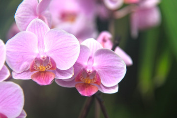 Fototapeta na wymiar eine rosafarbene Orchidee in tropischer Umgebung