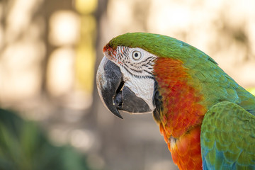 Guacamaya