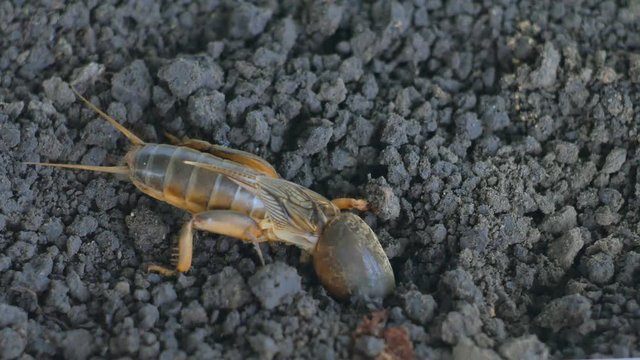 Gryllotalpa Medvedka crawls on the ground. Close-up