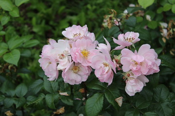 Obraz na płótnie Canvas Pale pink roses in the garden