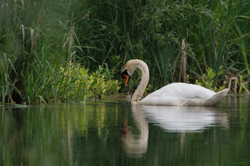Fototapeta premium Mute Swan in Grass on Pond