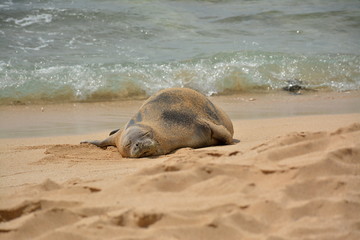 Hawaiian monk seal on the sand beach, Kauai, Hawaii