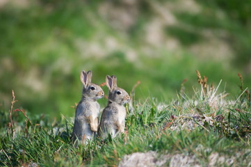 Cute Standing Rabbits in Scotland in Spring