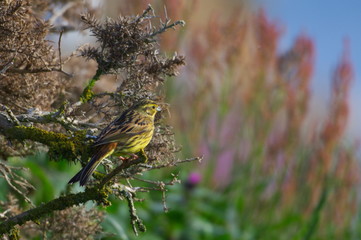 Yellowhammer Sitting on a Branch in Scotland