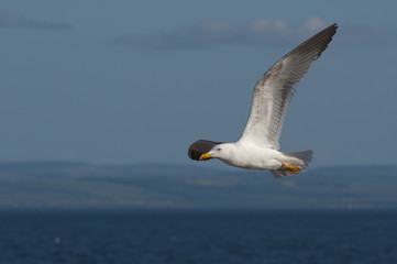Flying Gull in Scotland