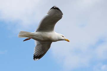 Flying Gull in Scotland