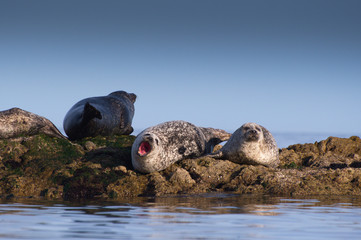 Fototapeta premium Yawning Seal Lying on Rock with Sea in Foreground