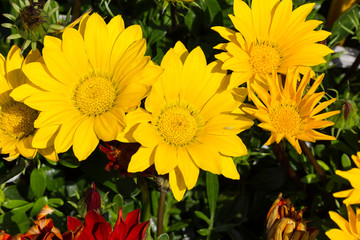Bright Yellow Flowers