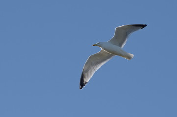 Flying Gull in Scotland