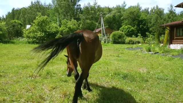 Horse Wallowing On Meadow